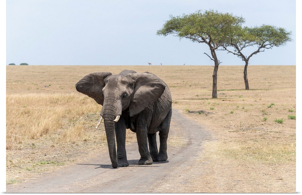 A lone elephant in Serengeti National Preserve, Tanzania, Africa.