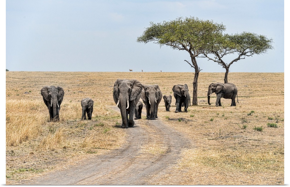A family of elephants in Serengeti National Preserve, Tanzania, Africa.