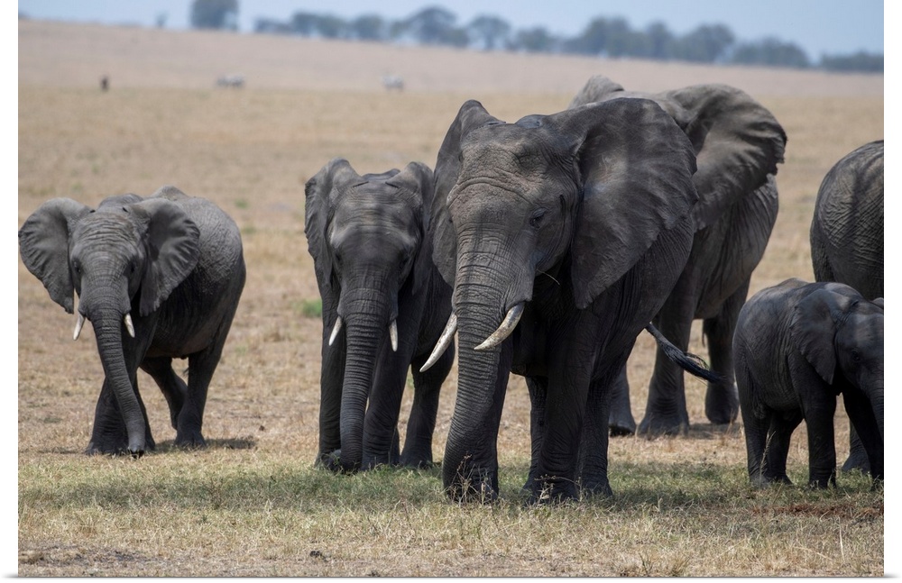 Elephants in Tanzania, Africa