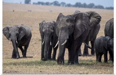 Elephants In The Serengeti