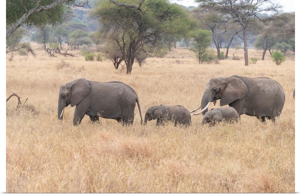 Several elephants on the move during the great migration in Serengeti National Park, Tanzania, Africa.