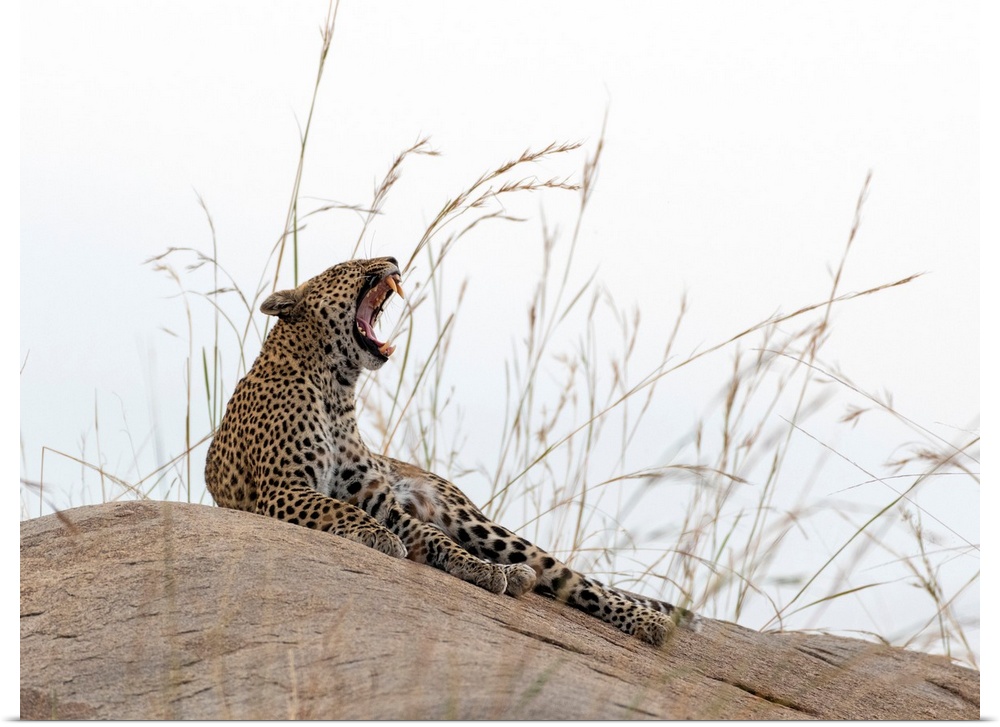 A fierce Leopard on a rocky hillside in the Serengeti, Tanzania, Africa.