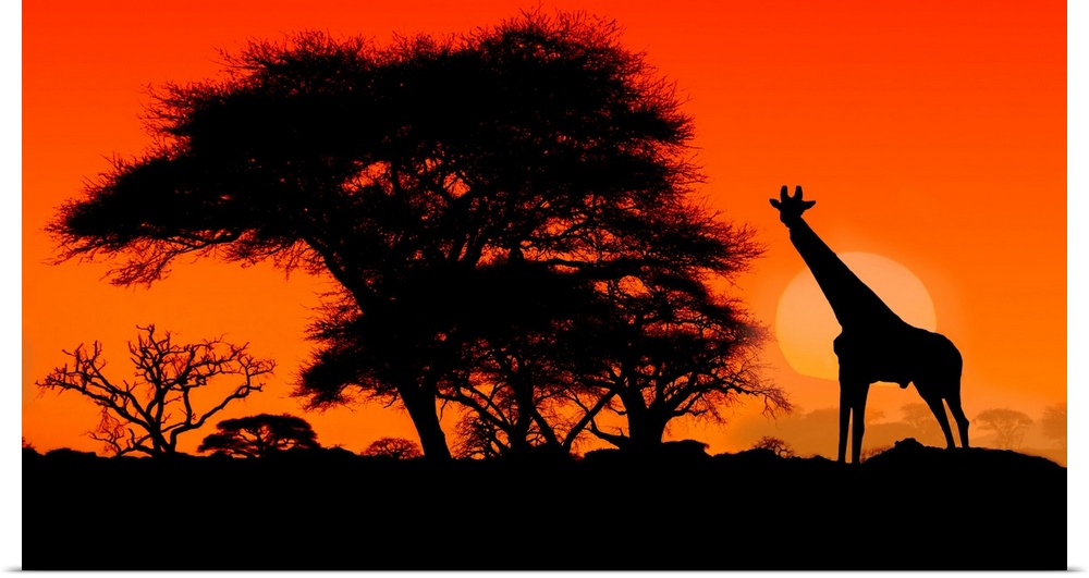 A single giraffe silhouetted at sunset with Acacia trees in the Serengeti.