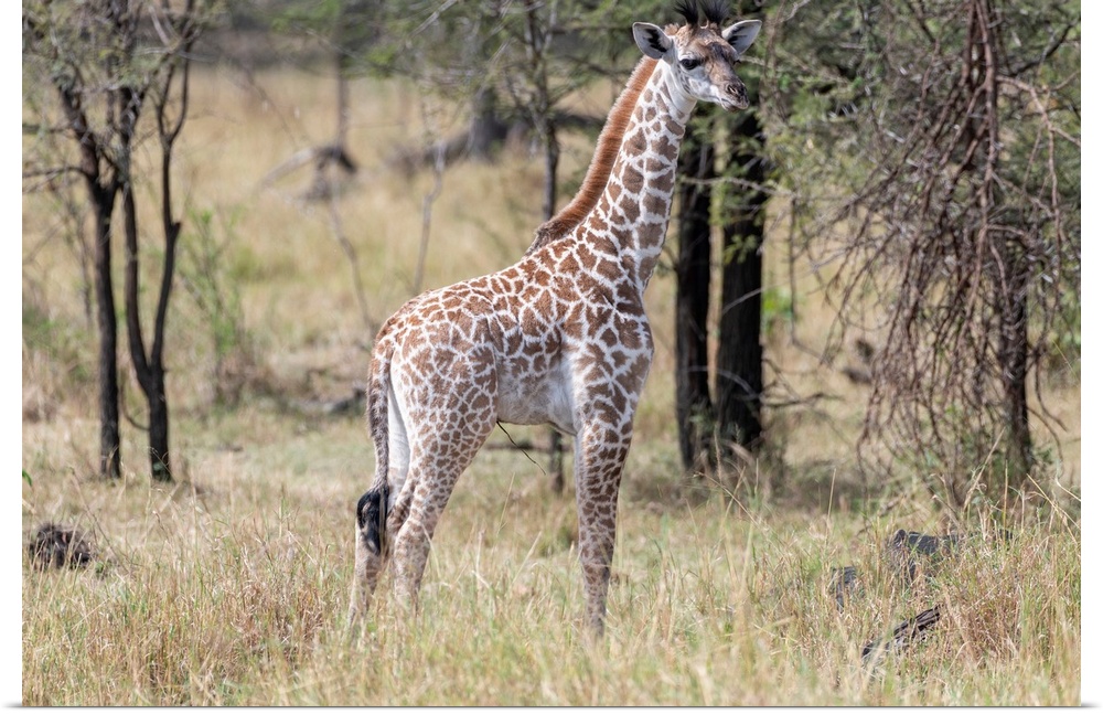 A lone giraffe stands tall in brush and trees of the Serengeti
