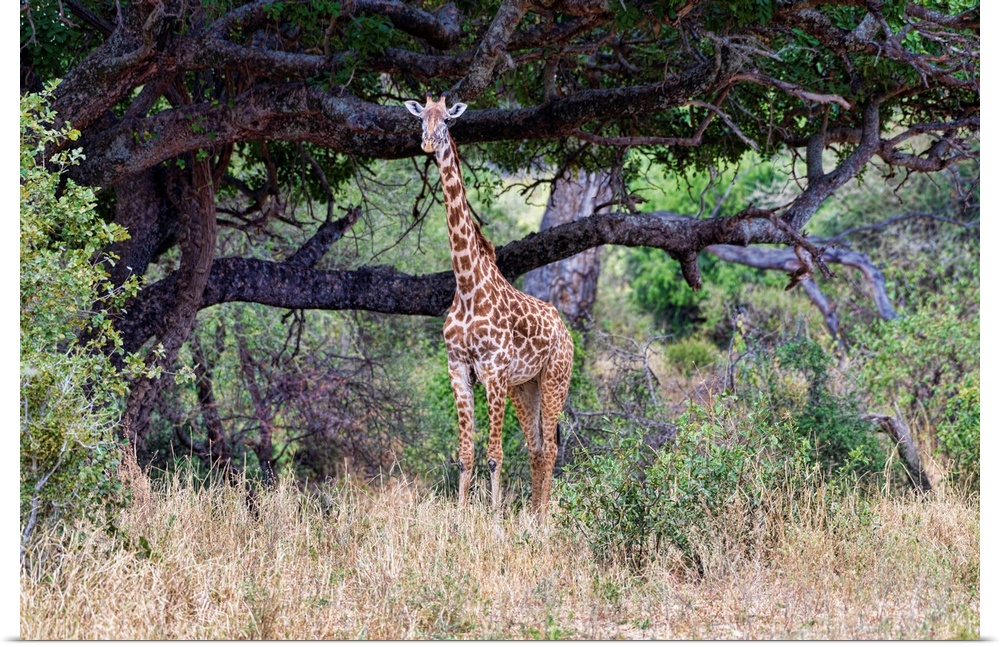 A giraffe in Tanzania, Africa.