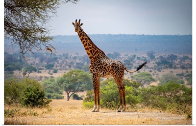 Giraffe In Tanzania