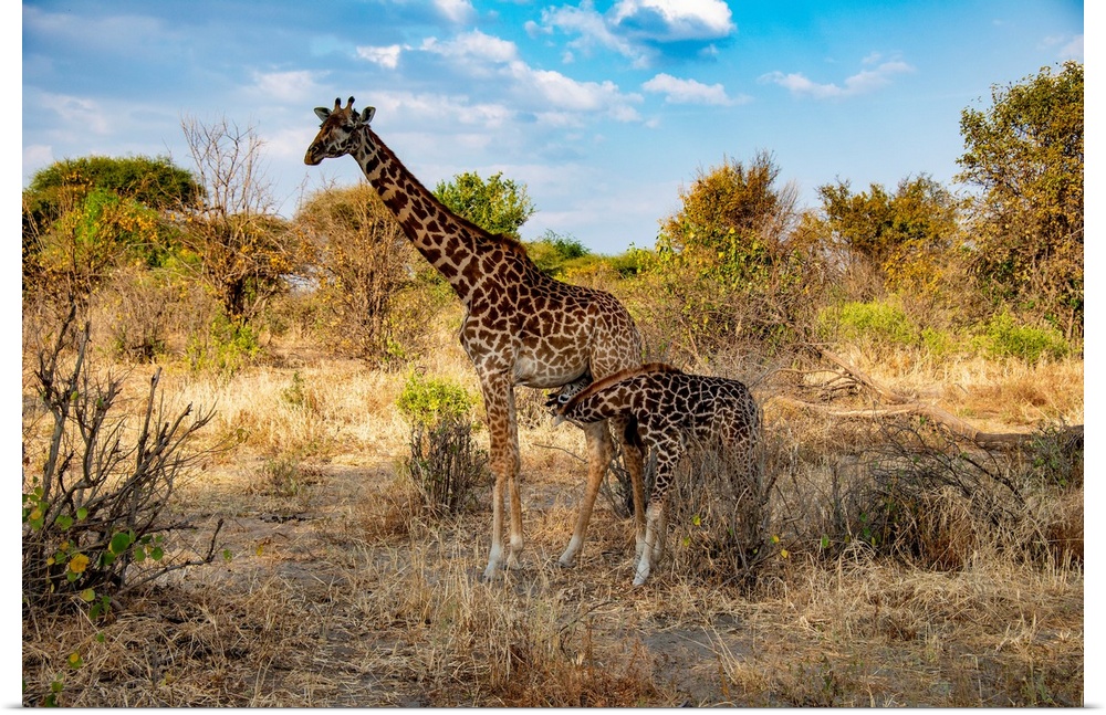 A mom and baby giraffe in Serengeti, Africa.