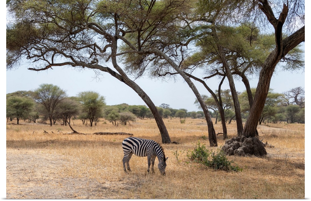 A solitary zebra grazes for grass in the Serengeti, Tanzania, Africa.