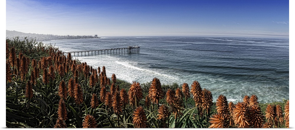 La Jolla Scripps Pier and red aloe plants. This is a very large panoramic capture.