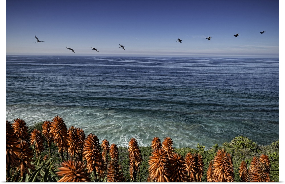 Seabirds gliding past La Jolla shores