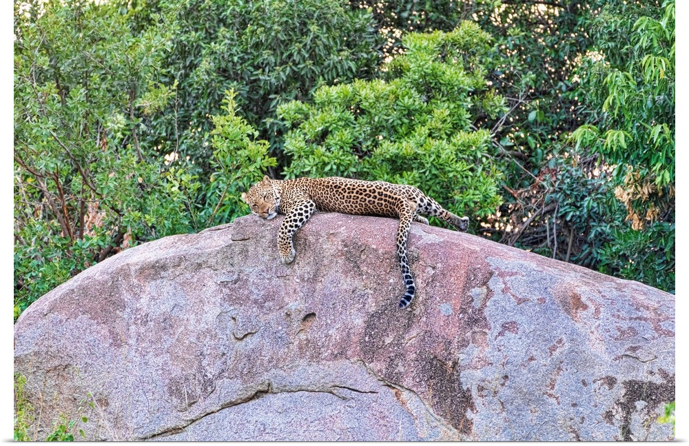 A leopard lazily laying on a rock in Tanzania, Africa
