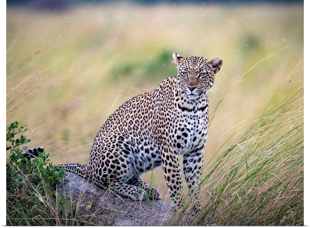 A leopard is stalking prey in Serengeti National Reserve, Tanzania, Africa