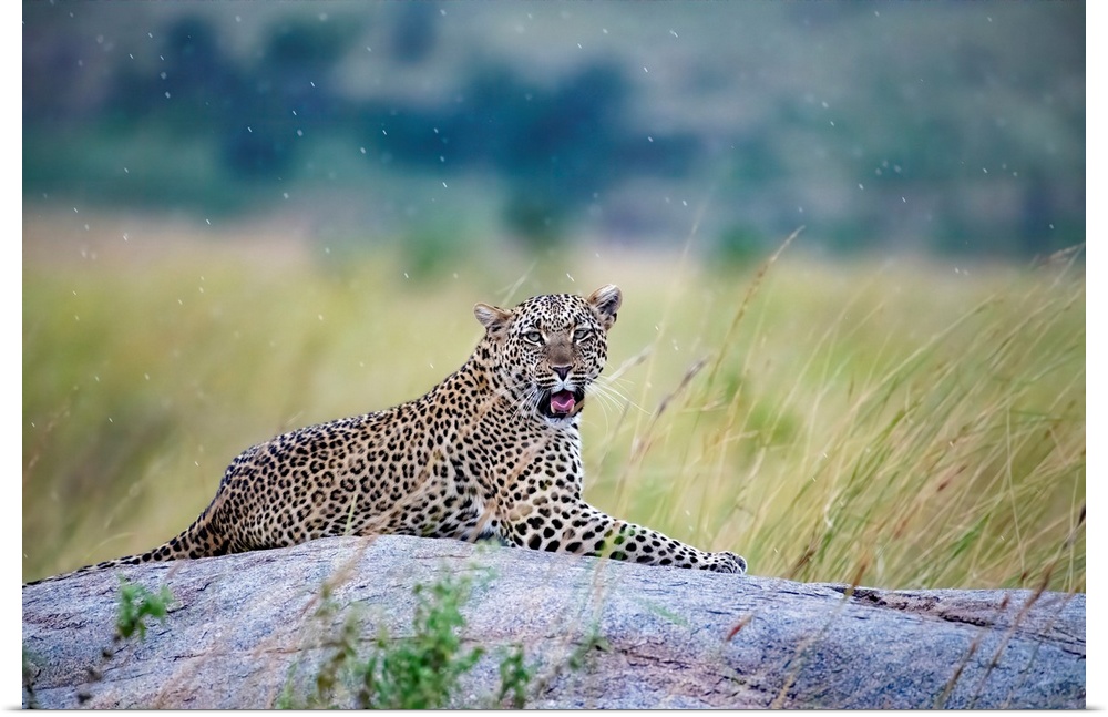 A gorgeous leopard seems almost to pose in the rain in Serengeti National Reserve, Tanzania, Africa.