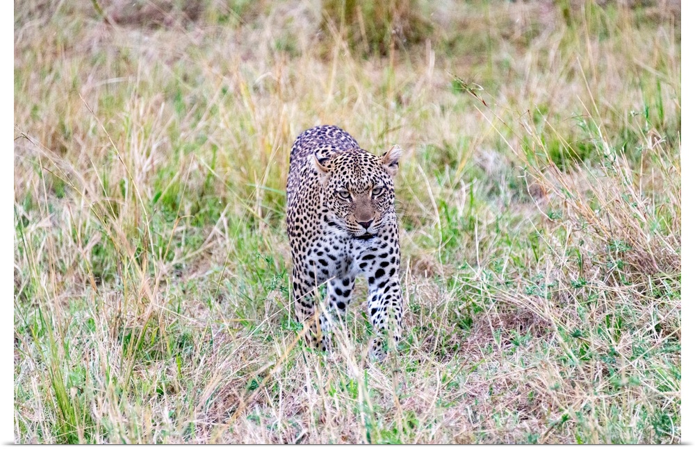 A leopard stalks it's prey in the Serengeti, Tanzania, Africa.