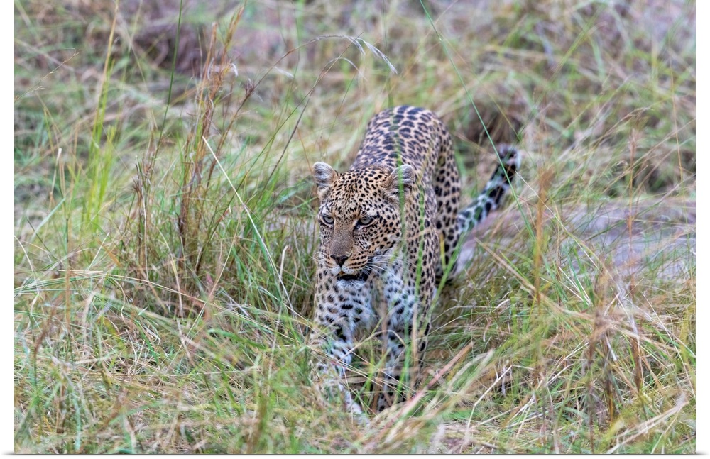 A leopard in tall grass on the prowl in Tanzania, Africa.