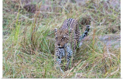 Leopard In Tall Grass On The Prowl