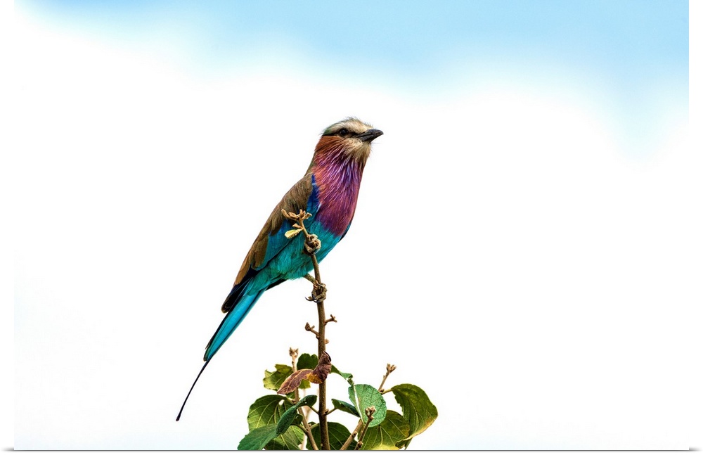 A lilac breasted roller bird in Tanzania, Africa.