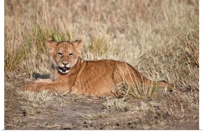 Lion Cub In The Serengeti