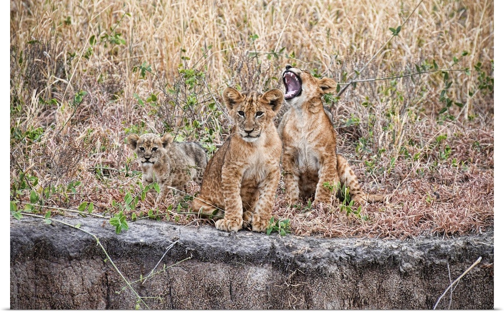 Several lion cubs, one yawning. Serengeti, Tanzania, Africa