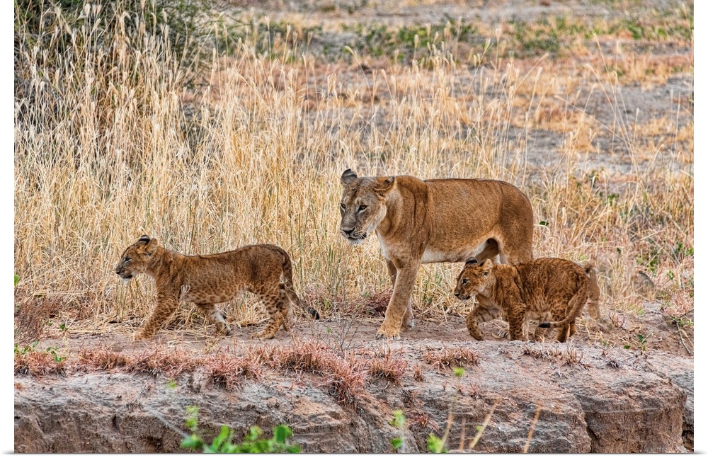 Several lion cubs in Tanzania, Africa