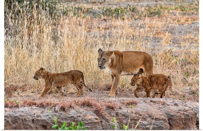Lion Cubs And Mamma