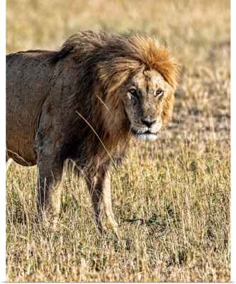 Lion In The Serengeti