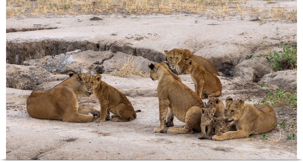 A pride of lions in Serengeti, Tanzania, Africa.