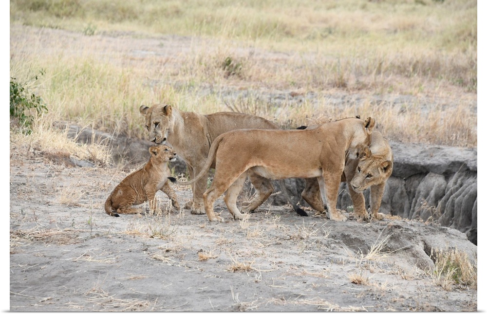 A pride of lions in Serengeti, Tanzania, Africa.