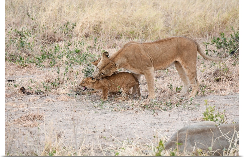 A lioness gently grabs her cub. In Tanzania, Africa.