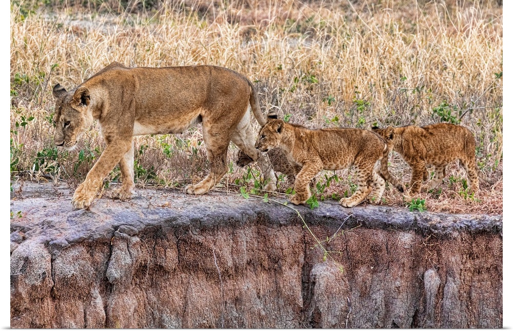A female lion and her cubs
