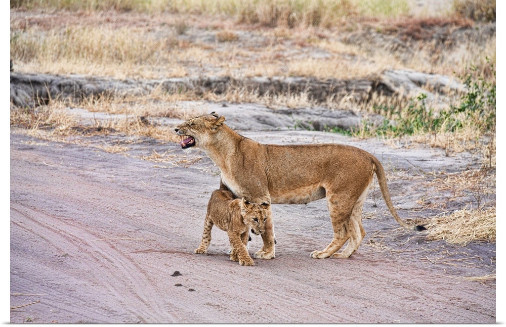 A female lion and her cub