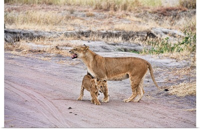 Lioness And Cubs