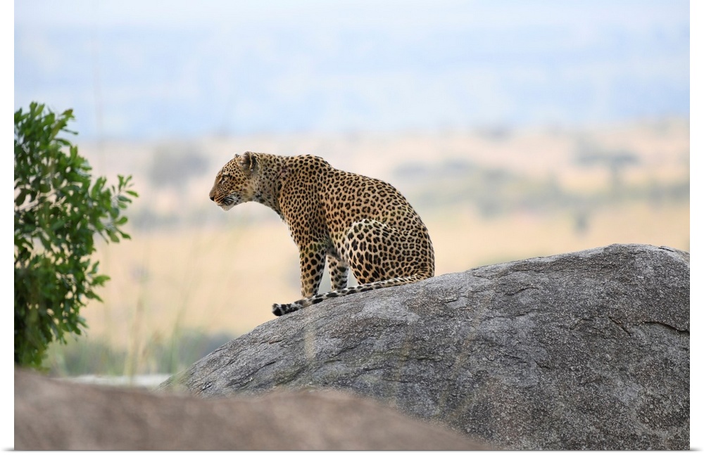 A leopard on a rock watches intently for a next meal. Tanzania, Africa.