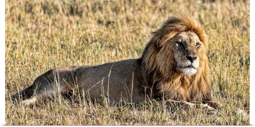 A male lion in Tanzania, Africa