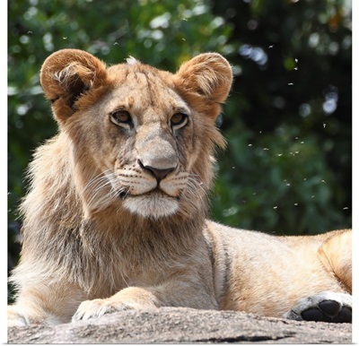 Male Lion On A Rock