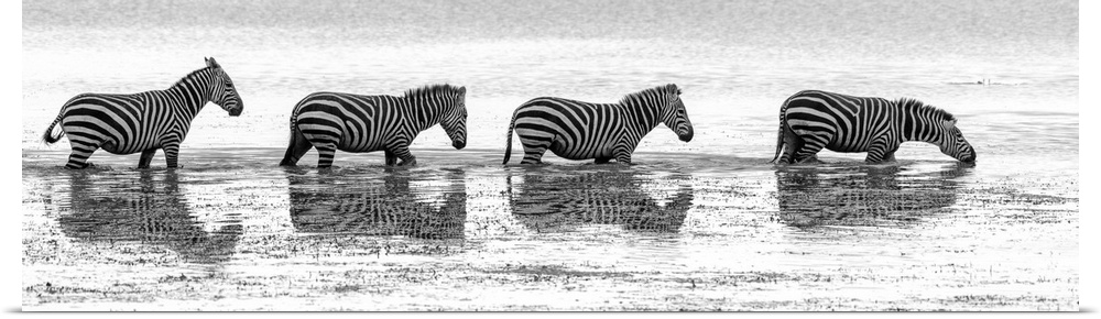 Several Zebras walking across a swampy area in Kenya, Africa.
