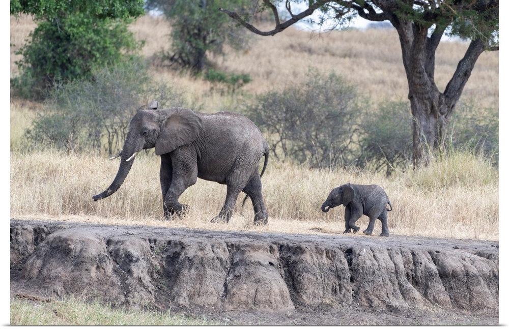Two elephants walking in Tanzania, Africa