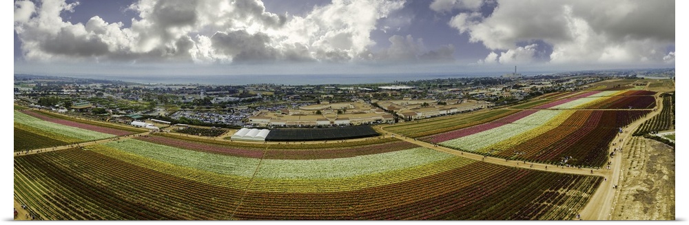 The famous Carlsbad Flower fields in Southern California. This is a 4 image aerial panoramic looking toward the Pacific Oc...
