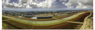 Panoramic of Flower fields of Carlsbad