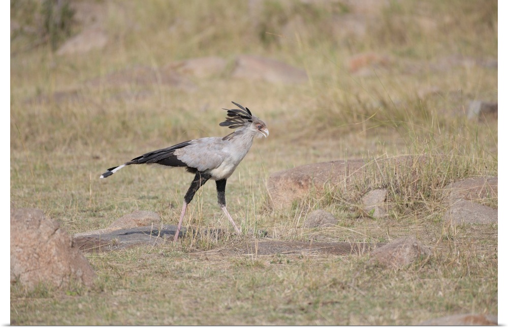 A secretary bird walking and searching for bugs in Tanzania, Africa.
