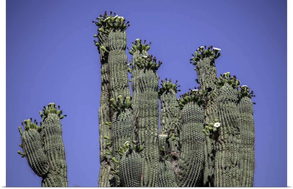 Several saguaro cactus in the Arizona desert