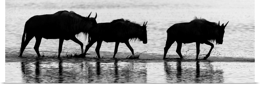 Three silhouetted wildebeests walking through water in Kenya, Africa.
