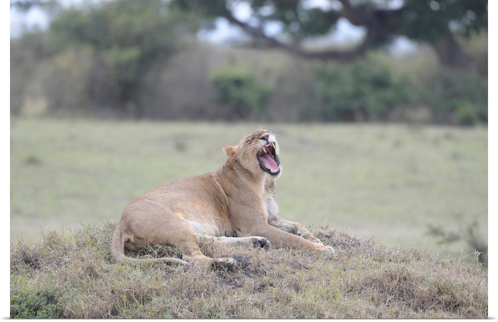 A female lion snarls (or yawns) in Maasai Mara National Park, Kenya, Africa.