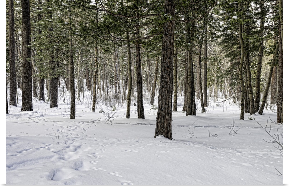 Snow-covered pine forest in Yosemite