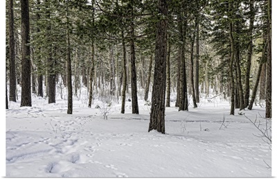 Snow-covered pine forest