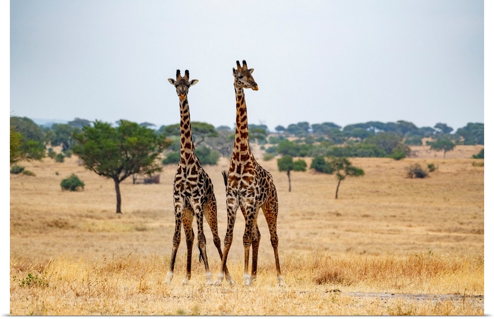 Tall giraffes in the Serengeti.