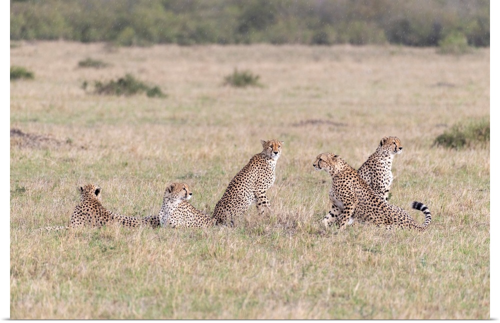 Five Cheetah males in tall grass in Maasai Mara National Park, Kenya, Africa.