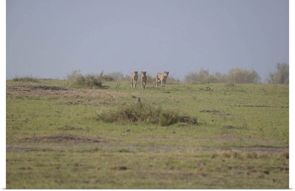 Three male cheetahs in Maasai Mara, Kenya, Africa,