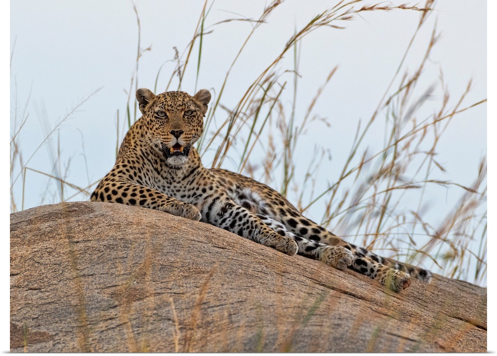 A leopard on a rock watches intently for a next meal. Tanzania, Africa.