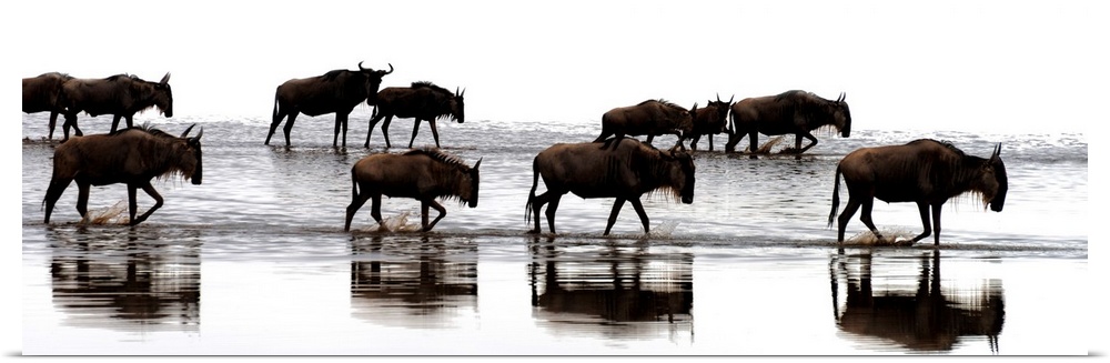 Wildebeest Crossing